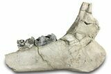 Fossil Titanothere (Megacerops) Jaw - South Dakota #300004-1